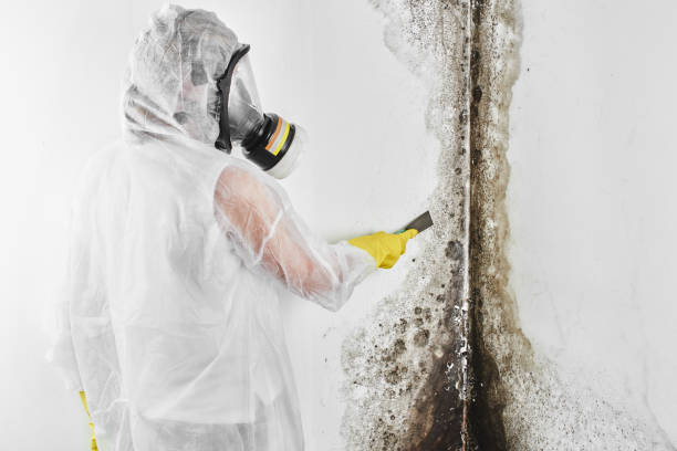 Best Basement Mold Remediation in Wetherington, OH