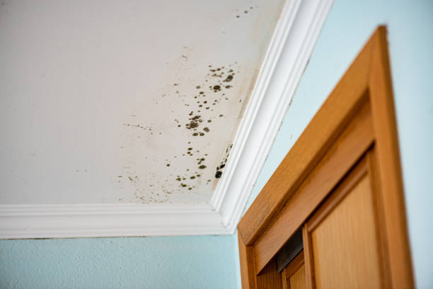 Best Kitchen Mold Remediation in Wetherington, OH